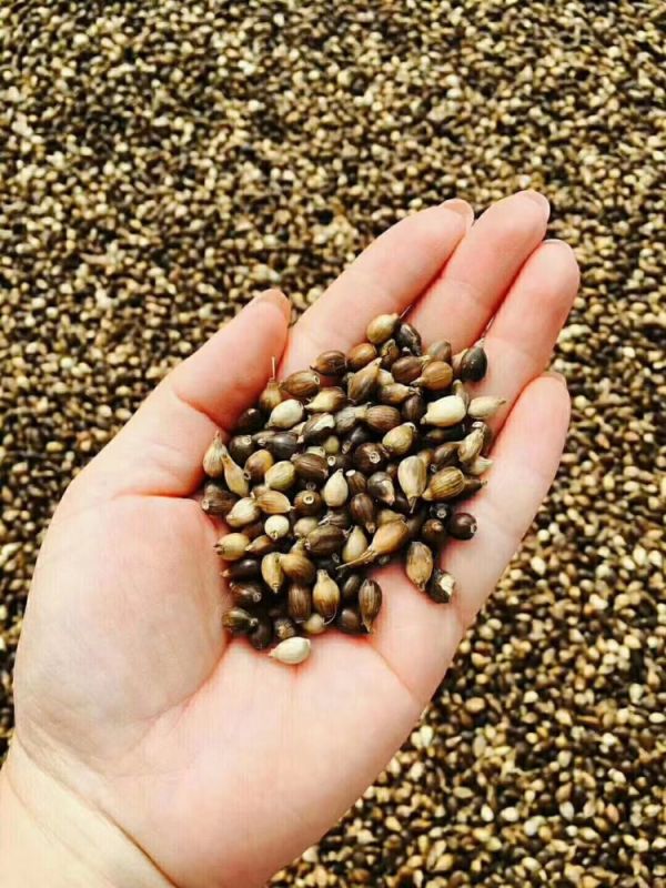 服藥期間可以飲用“懷府薏康堂”系列茶飲嗎？